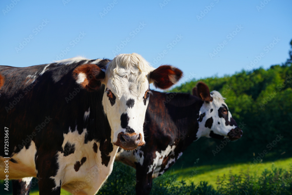Animal ferme vache 405