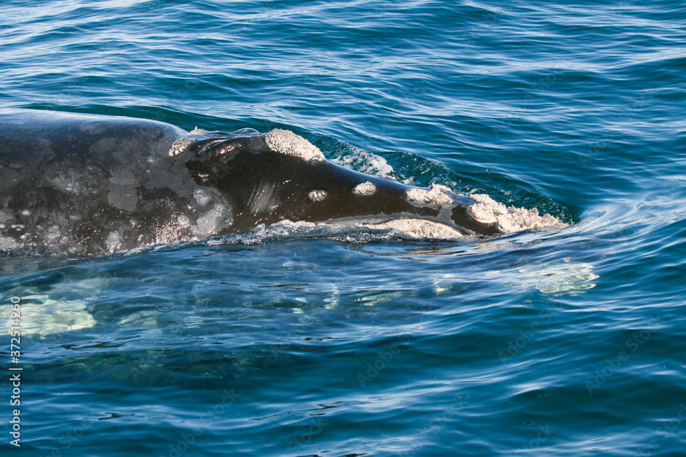 Obraz premium Southern right whale passing very near the camera so only a detail of the head is visible; the callosities (rough calcified skin patches) on the head, characterising right whales, are clairly visible