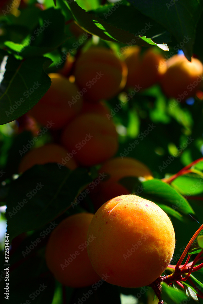 
juicy beautiful apricot on a branch with green leaves close-up