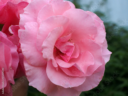 Rosa en primer plano. Flores de jardín