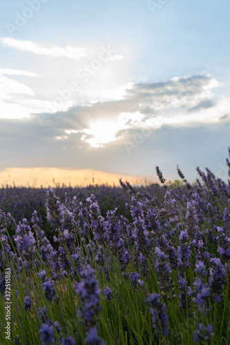 General view of beautiful Lavender field in Spain empty With amazing sunset