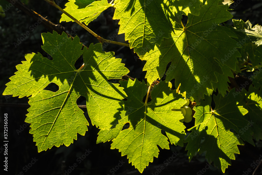 Bunches of grapes. Grape leaves. Sunny Spain. Italian wine. Green leaves in sunlight. Summer background. The best vineyards. Sunny day. Good morning. Bunches of grapes. Grape leaves. Sunny Spain. Italian wine. Green leaves in sunlight. Summer background. The best vineyards. Sunny day. Good morning.