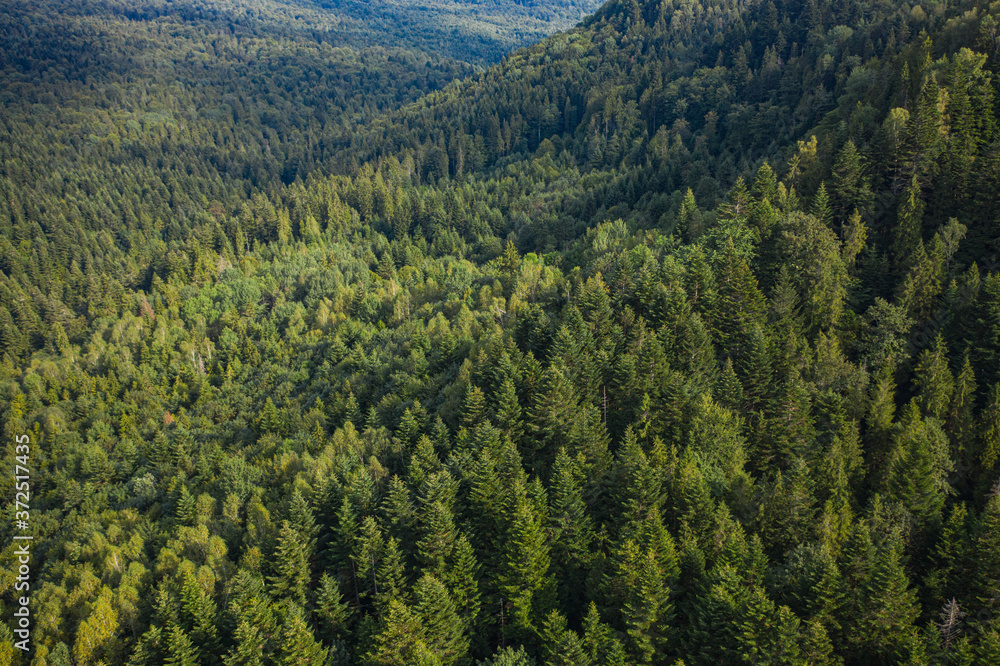 Obraz premium Skole Beskids National Nature Park. View from drone on forest, mountain
