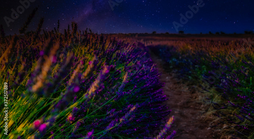 Lavanda nocturna