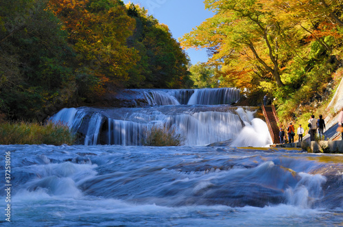 Fototapeta Naklejka Na Ścianę i Meble -  紅葉の木々の間を流れる滑津大滝の豊富な水量