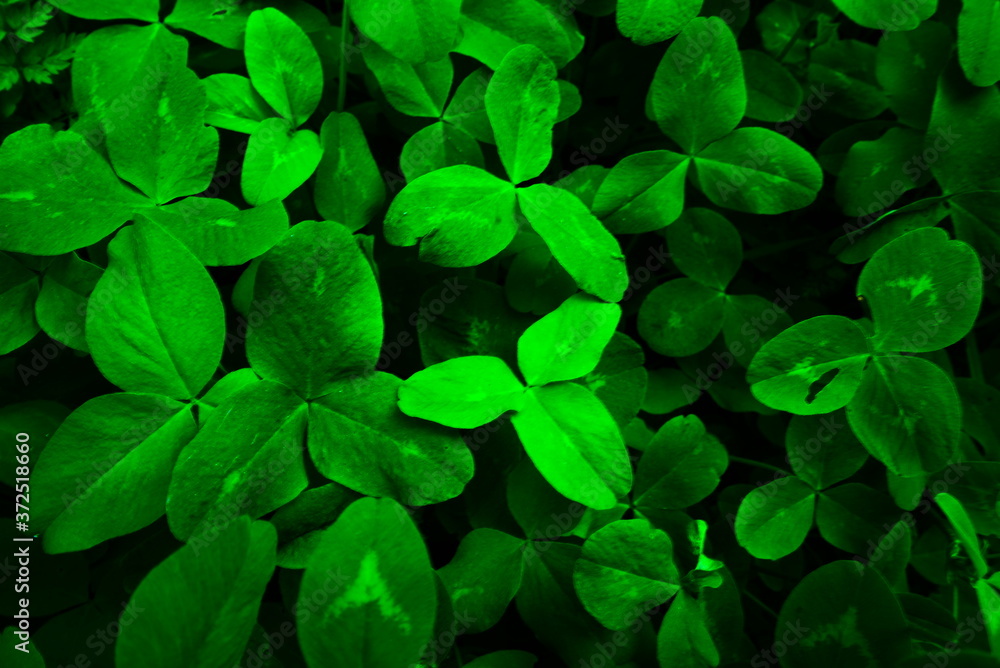 Closeup of lush green clover leaves with soft sunlight. Closeup of lush green clover leaves with soft sunlight.