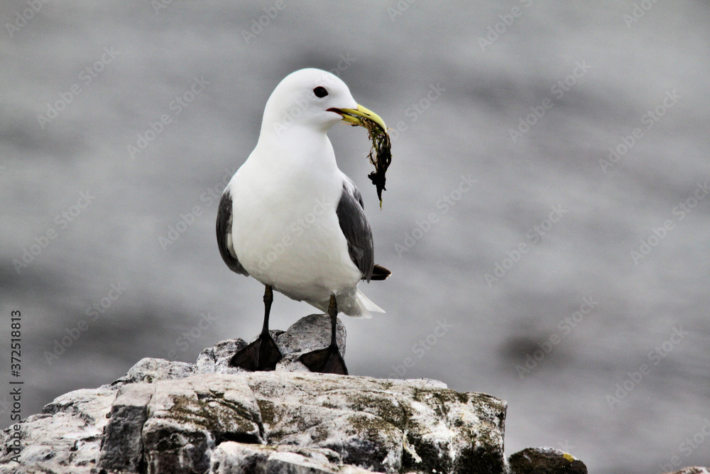 Fototapeta premium A view of a Kittiwake