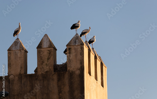 Storks roosting on the castellations of part of the Royal Palace Fez Morocco photo