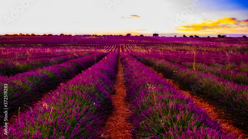 Campos de lavanda