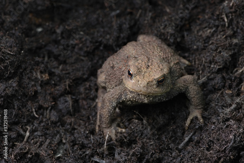 Brighter orange eyes of common toad look at camera, more copy space.