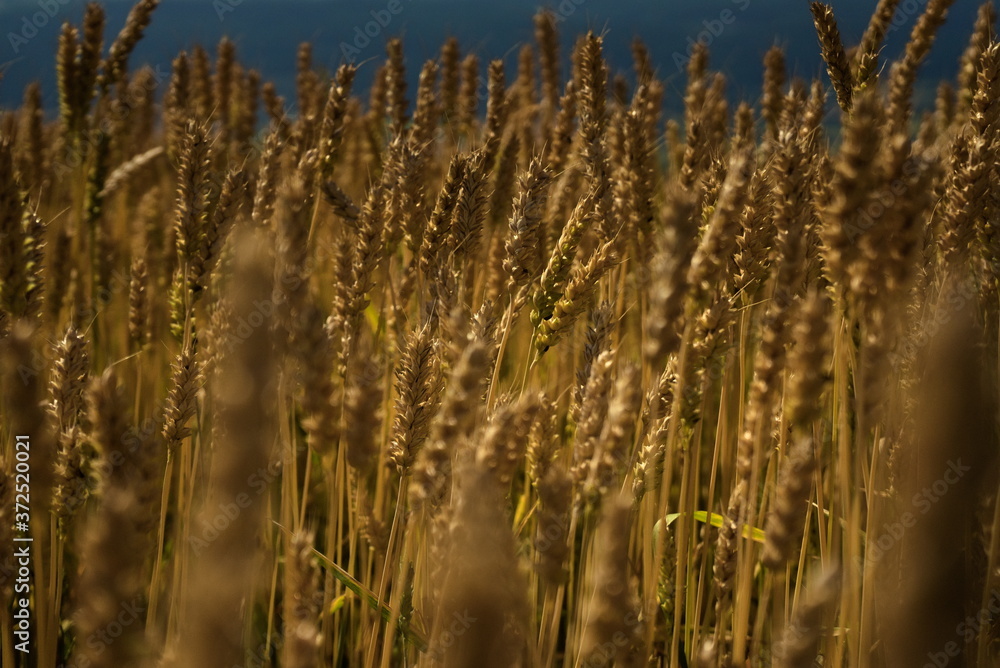 Fototapeta premium Wheat field ready for harvest. Close-up photo in the summer sun.
