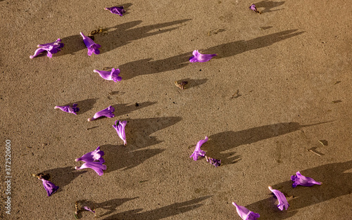 Fallen Jacaranda flowers on concrete with long shadows