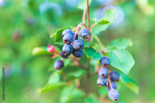 dwarf shadbush, chuckley pear, or western juneberry is a shrub with edible berry-like fruit, native to North America © Алексей Филатов