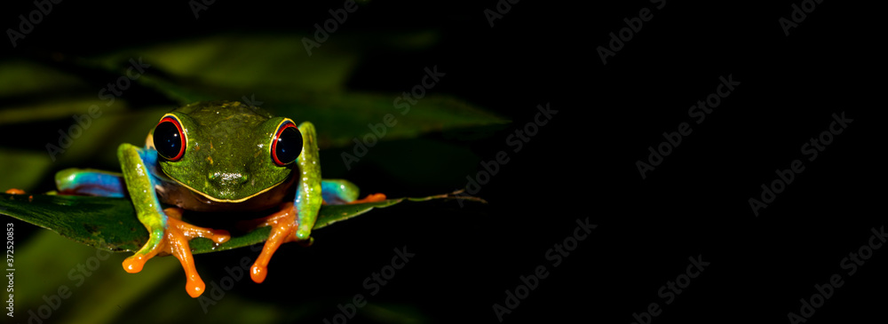 Naklejka premium Red-Eyed Tree Frog Up Close and Personal on Banner...Use Additional Space to Add Text or Content