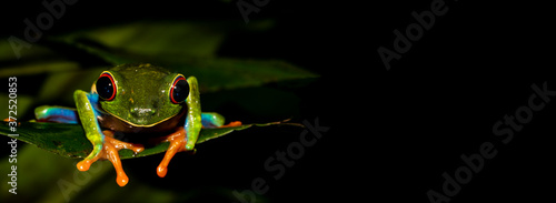 Red-Eyed Tree Frog Up Close and Personal on Banner...Use Additional Space to Add Text or Content photo