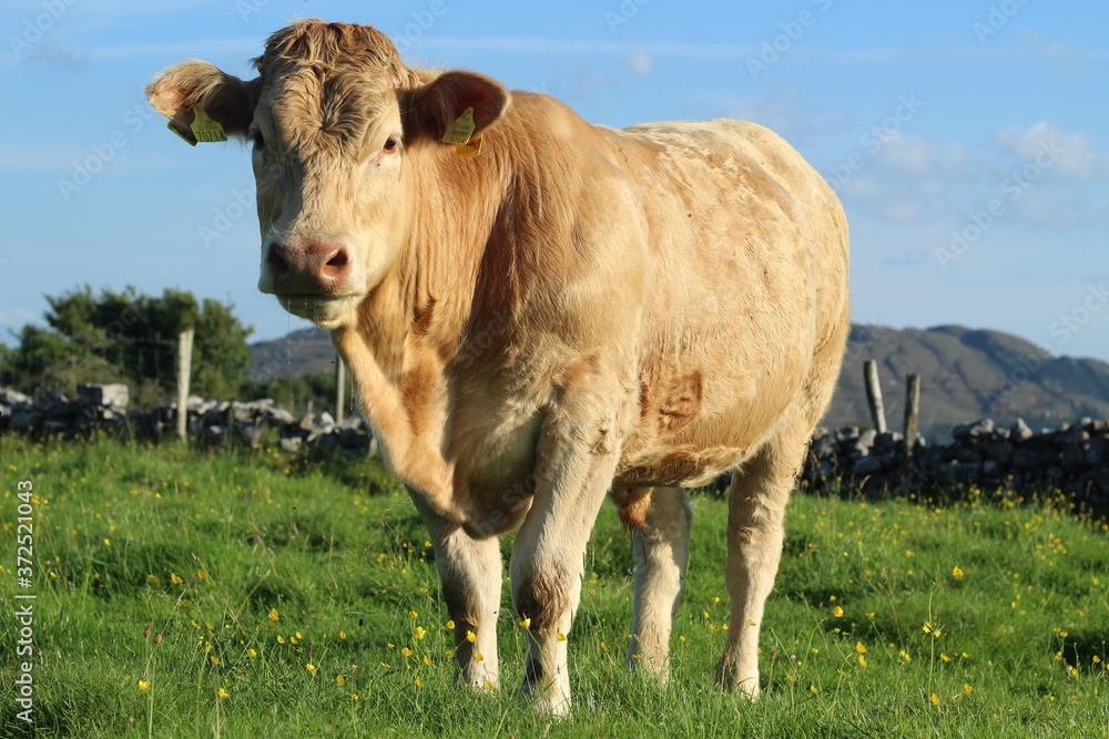 Cattle; Charolais breed bullock on farmland in rural Ireland during summertime