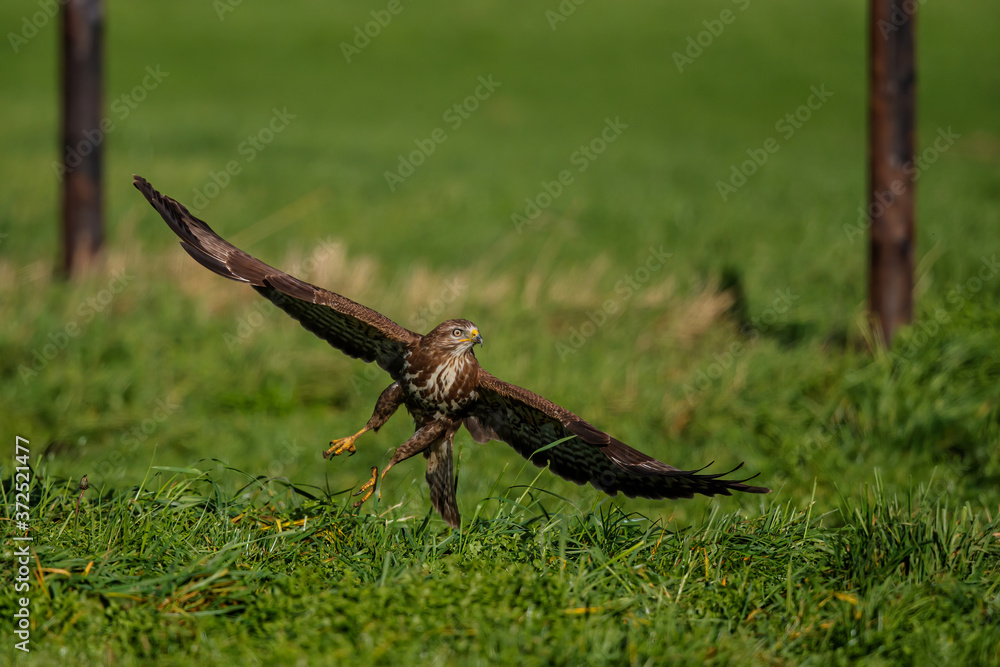 Fototapeta premium Common buzzard, buteo buteo, flying in the meadows in the Netherlands