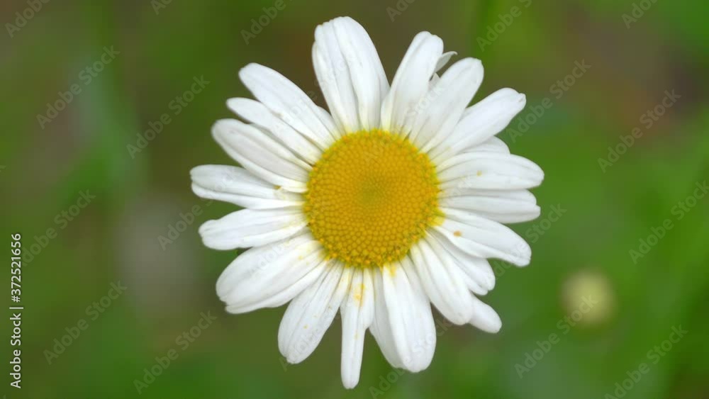 Close Up Of Daisies flowers in 4K Slow motion 60fps Close Up Of Daisies flowers in 4K Slow motion 60fps