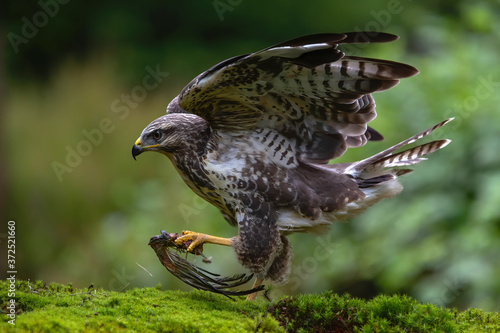 Common buzzard, buteo buteo, in the forest in the Netherlands