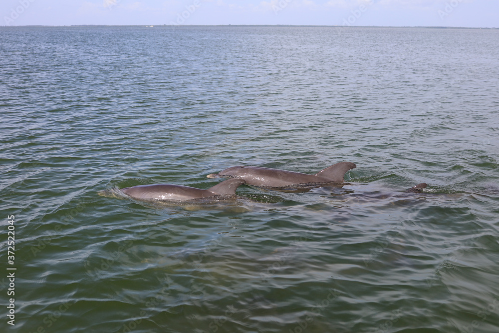 Naklejka premium Dolphins Swimming seen while Boating in Captiva Island Sanibel Island, Florida. Florida Marine Wildlife dolphin pods breaching in Gulf of Mexico in natural habitat.
