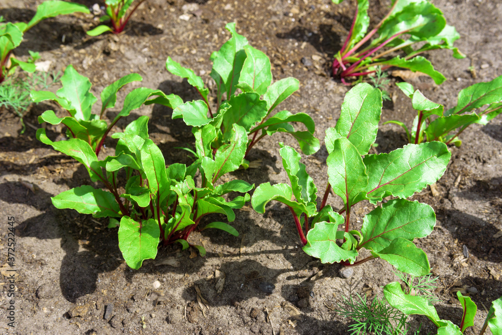 Fresh organic leafy green vegetable common in Mediterranean cuisine, Italian, ready for harvest. Fresh organic leafy green vegetable common in Mediterranean cuisine, Italian, ready for harvest.