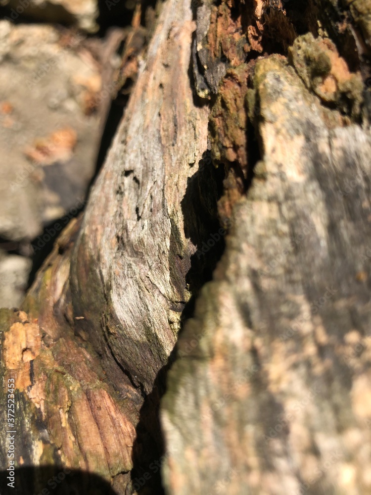 bark of a birch bark of a birch