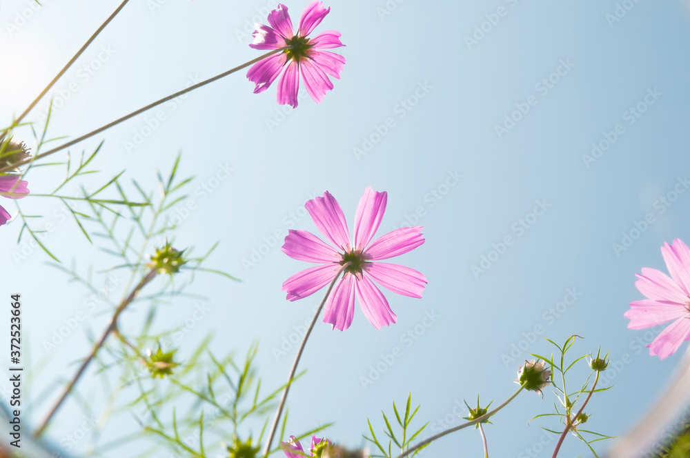pink flowers bottom view against the blue sky pink flowers bottom view against the blue sky