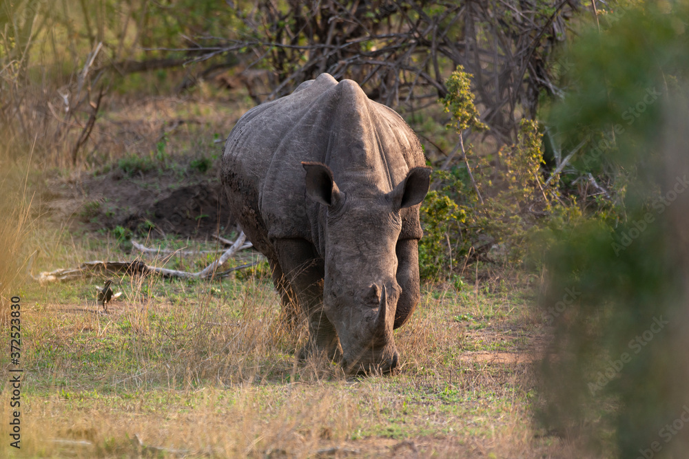 Fototapeta premium Rhinocéros blanc, white rhino, Ceratotherium simum, Parc national Kruger, Afrique du Sud