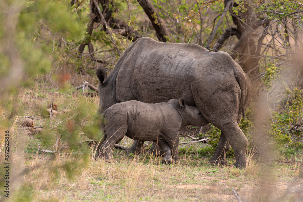 Rhinocéros blanc, femelle et jeune, white rhino, Ceratotherium simum, Parc national Kruger, Afrique du Sud