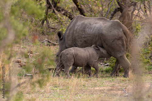 Rhinoc  ros blanc  femelle et jeune  white rhino  Ceratotherium simum  Parc national Kruger  Afrique du Sud