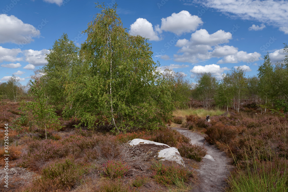Obraz premium Heather and fern in the ecological reserve of Coquibus. Hiking trail in Fontainebleau forest