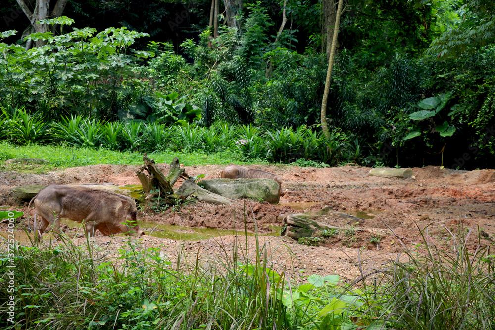 Common warthog playing inside mud in jungle Common warthog playing inside mud in jungle