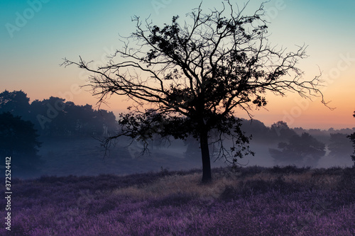 Wallpaper Mural Westruper Heide, Heideblühen im Morgengrauen Torontodigital.ca