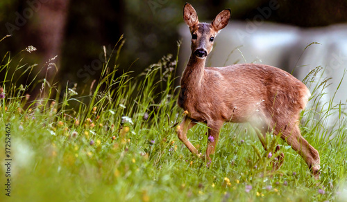 deer, tier, wild lebende tiere, natur, säugetier, kitz, wild, 