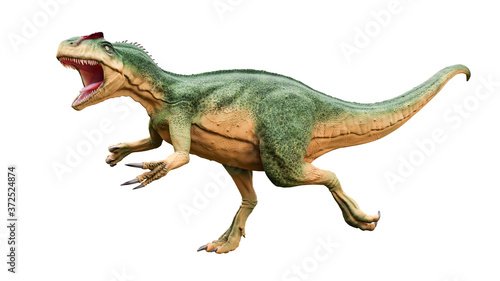 Allosaurus fragilis with attack or aggressive pose isolated on white background. Dinosaur realistic and scientific reconstitution. 3D rendering illustration. © Matthieu
