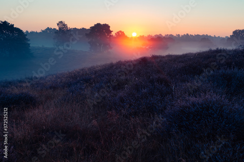 Westruper Heide, Heideblühen im Morgengrauen
