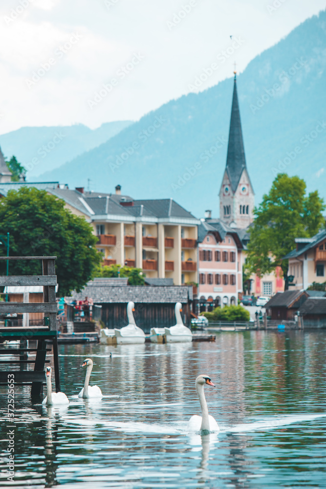 swans in lake hallstatt town on background