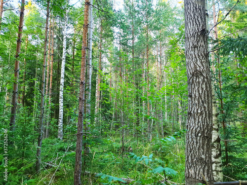 trees in the forest