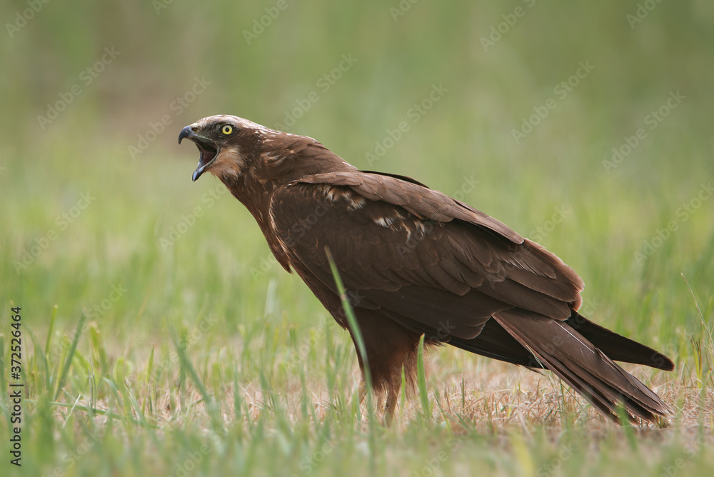 Fototapeta premium Błotniak stawowy
