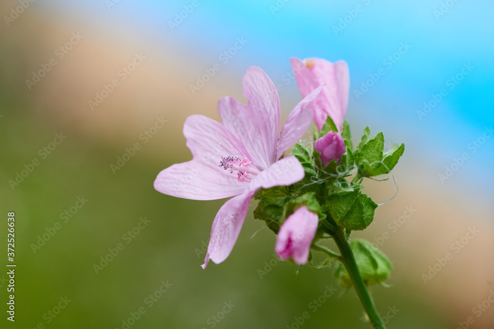 Obraz premium Wilde Malve (Malva sylvestris)