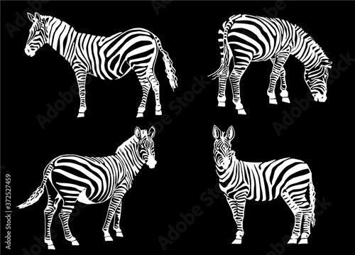 Vector set of zebra isolated on black graphical illustration