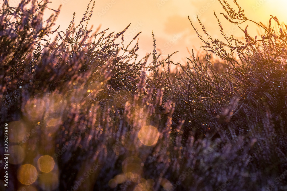 Westruper Heide, Heideblühen, Sonnenaufgang Westruper Heide, Heideblühen, Sonnenaufgang