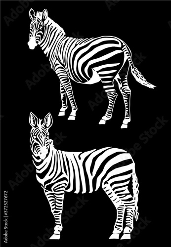 Vector set of zebra isolated on black graphical illustration