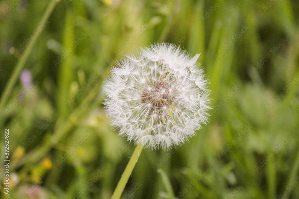 Pusteblume vor grünem Hintergrund Pusteblume vor grünem Hintergrund