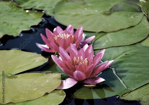 Water lilies in a pond