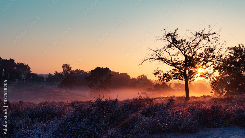 Westruper Heide, Heideblühen, Sonnenaufgang