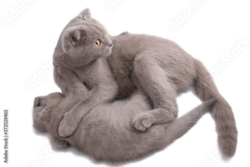 Scottish fold cat lies hugging with her kitten isolated on white © vzmaze