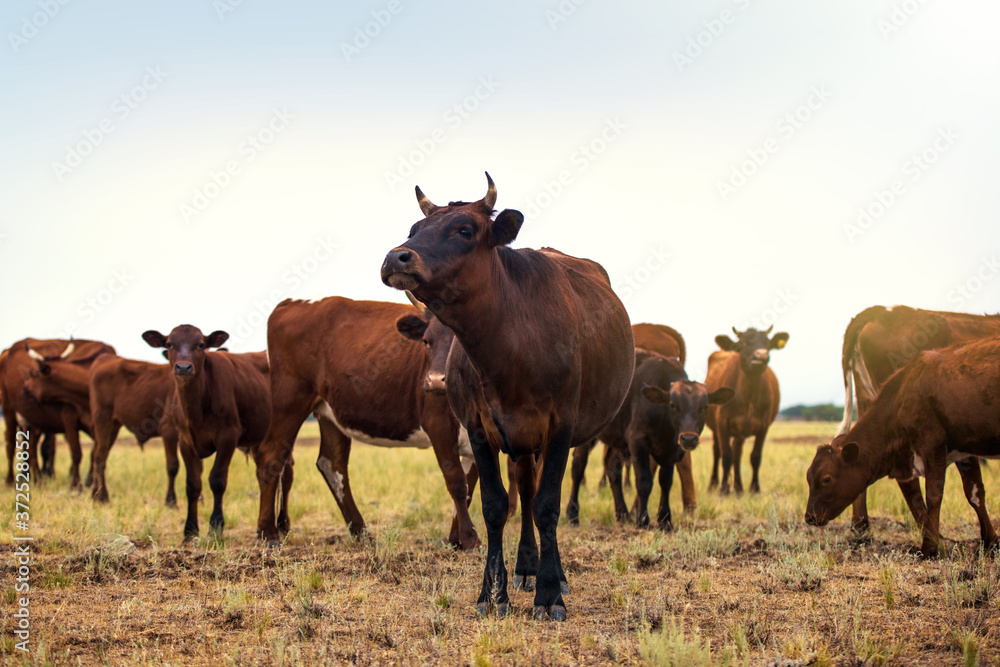 A herd of brown cows graze peacefully in a meadow with green grass. Herd of cows at summer green field. A horned brown cow stands in the center of the herd.Young and adult cows graze on a green meadow