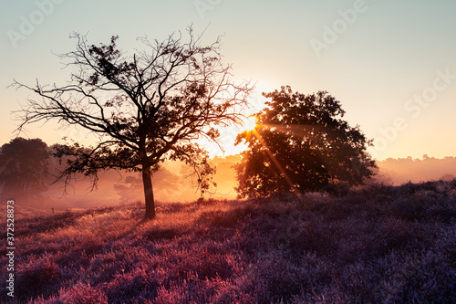 Westruper Heide, Heideblühen, Sonnenaufgang