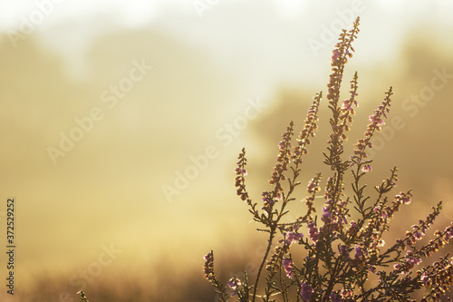 Westruper Heide, Heideblühen, Sonnenaufgang